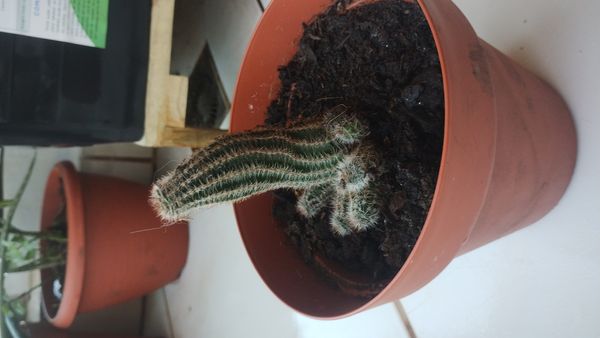 Identificação da planta Cacto ouriço por foto