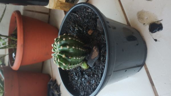 Identificação da planta Cacto ouriço por foto