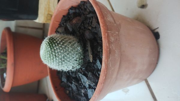 Identificação da planta Cacto-veludo por foto