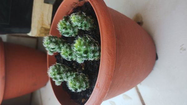 Identificação da planta Dedal por foto