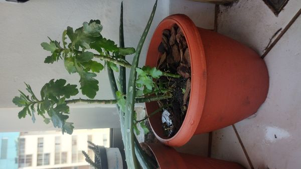 Identificação da planta Saião por foto