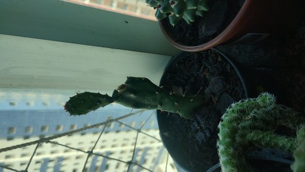 Identificação da planta Palma por foto