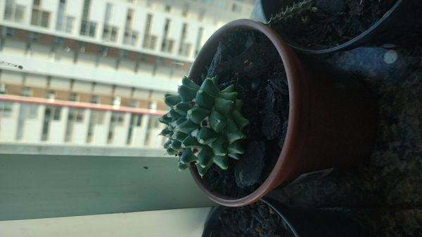 Identificação da planta Mammillaria polythele é conhecida como "cacto-mamilo" por foto