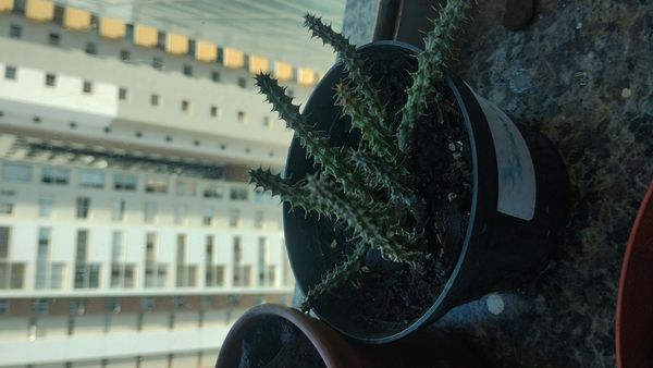 Identificação da planta Tapete-persa por foto