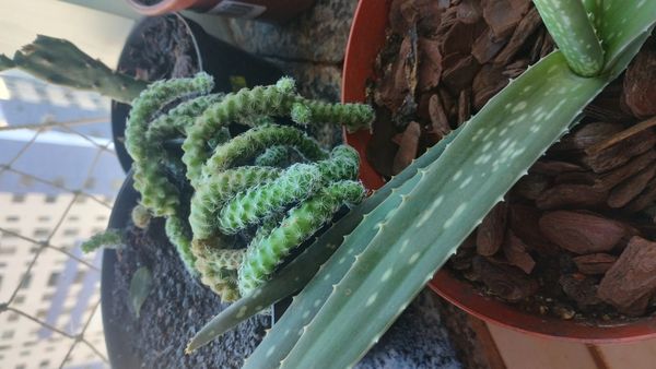 Identificação da planta Dedal por foto