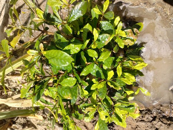 Identificação da planta Miraculina por foto