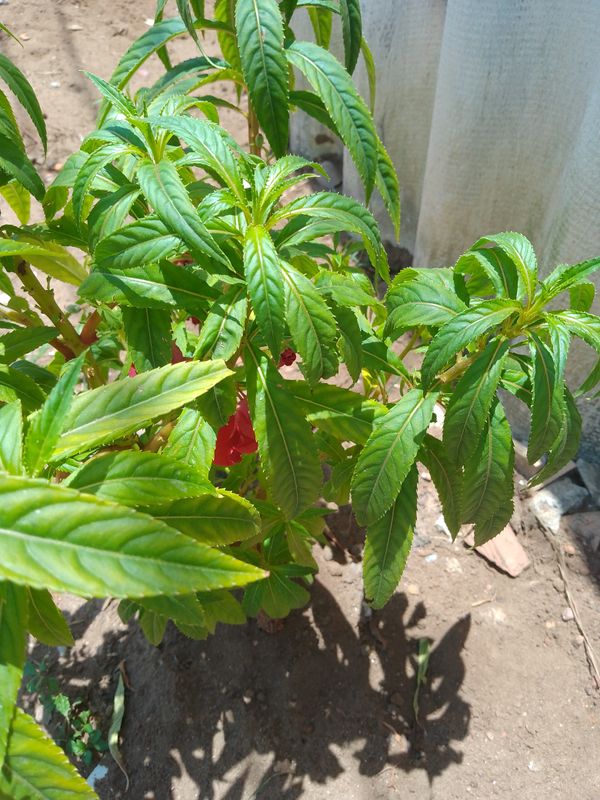 Identificação da planta Maria-sem-vergonha por foto