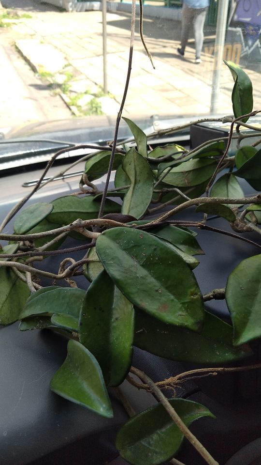 Identificação da planta Flor-de-cera por foto