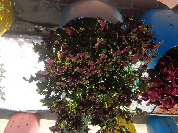 Identificação da planta Coração-magoado por foto