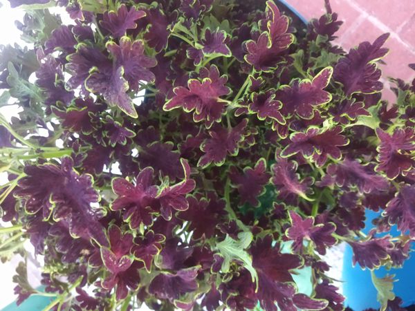 Identificação da planta Coléus por foto