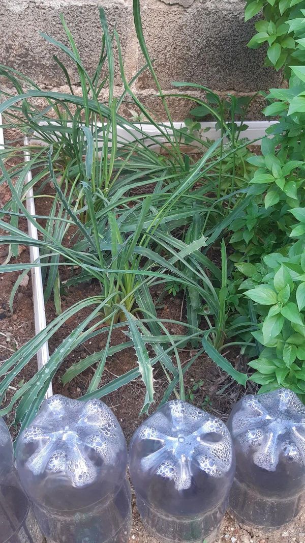 Identificação da planta Azulzinha por foto