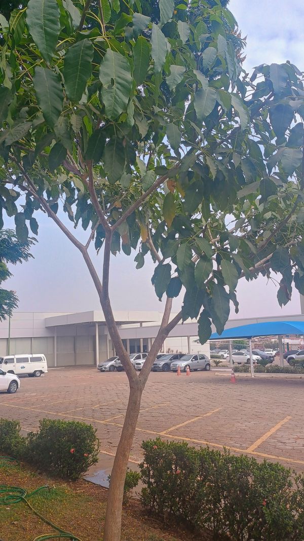 Identificação da planta Ipê Rosa por foto