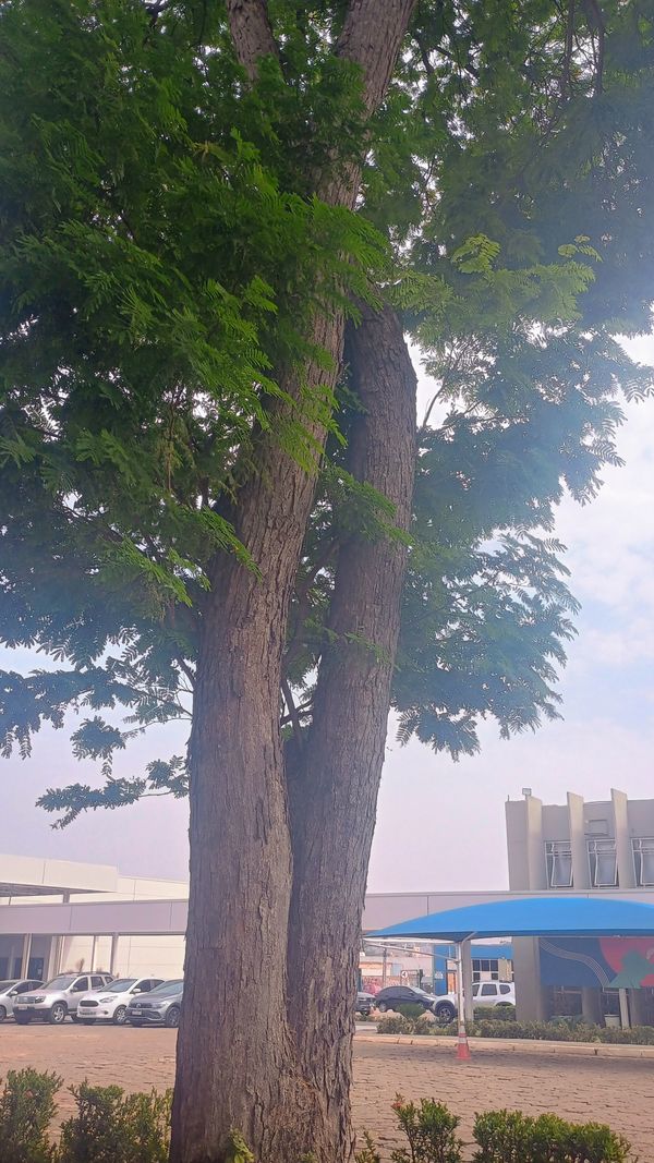 Identificação da planta Sibipiruna por foto
