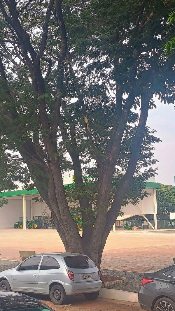 Identificação da planta Sibipiruna por foto