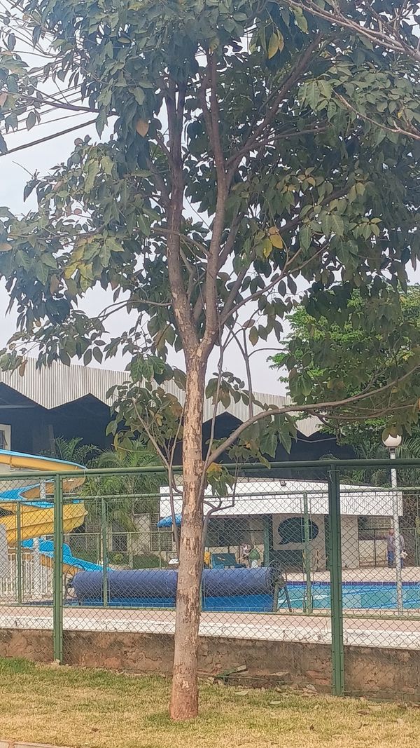 Identificação da planta Ipê-roxo por foto