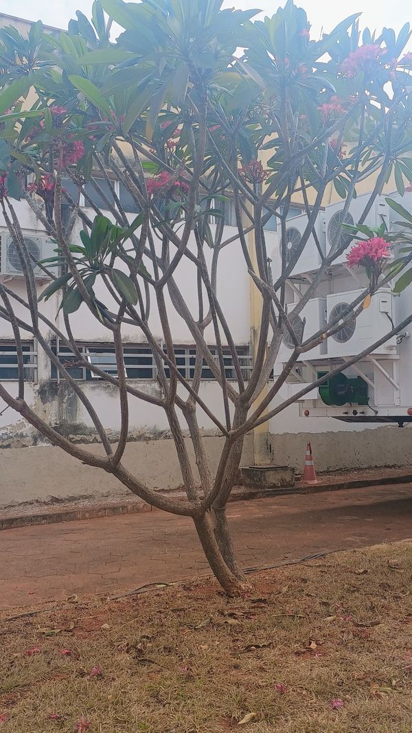 Identificação da planta Jasmim-manga por foto