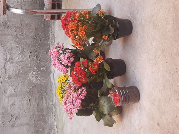 Identificação da planta Flor da fortuna por foto
