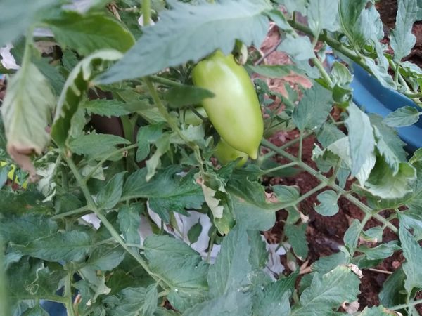 Identificação da planta Tomate por foto