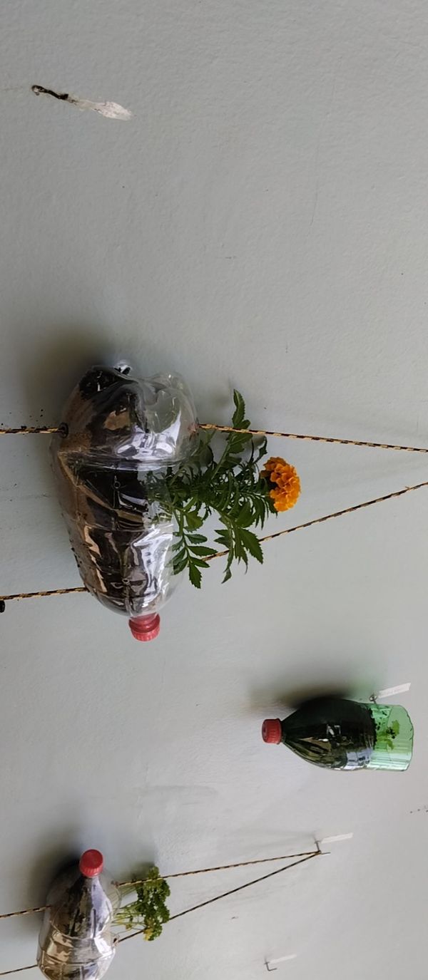 Identificação da planta Cravo-de-defunto por foto