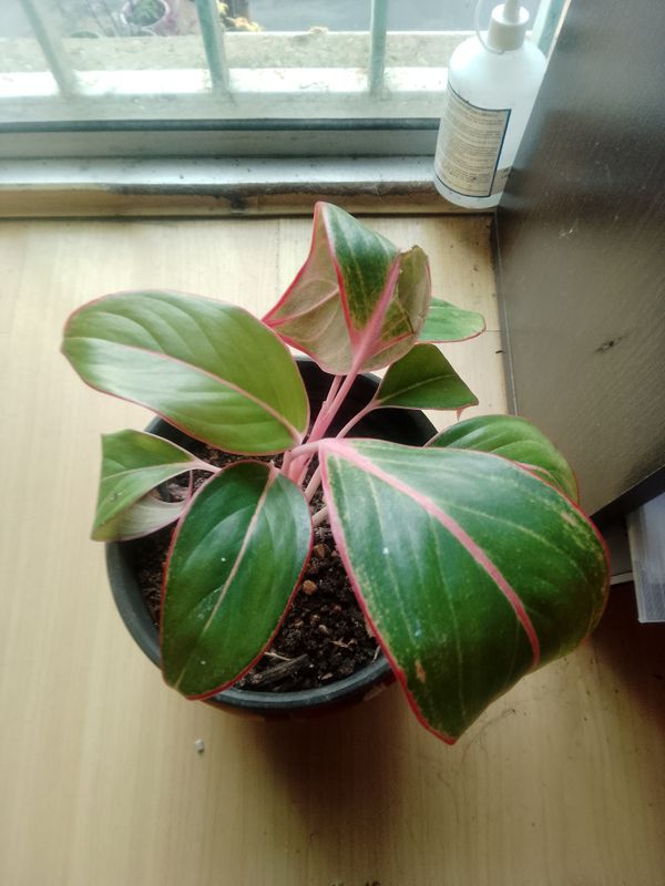 Identificação da planta Café de Salão por foto