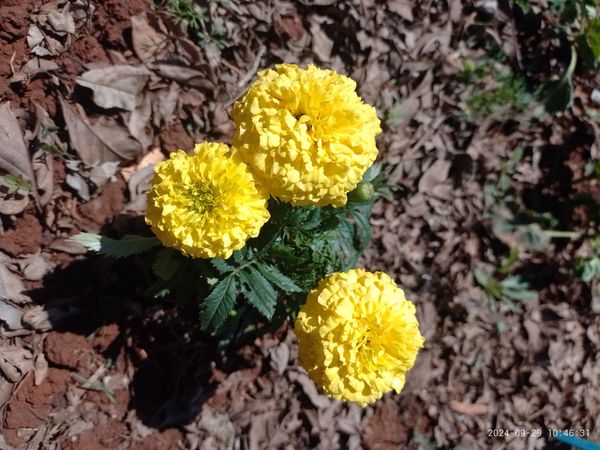 Identificação da planta Cravo-de-defunto por foto