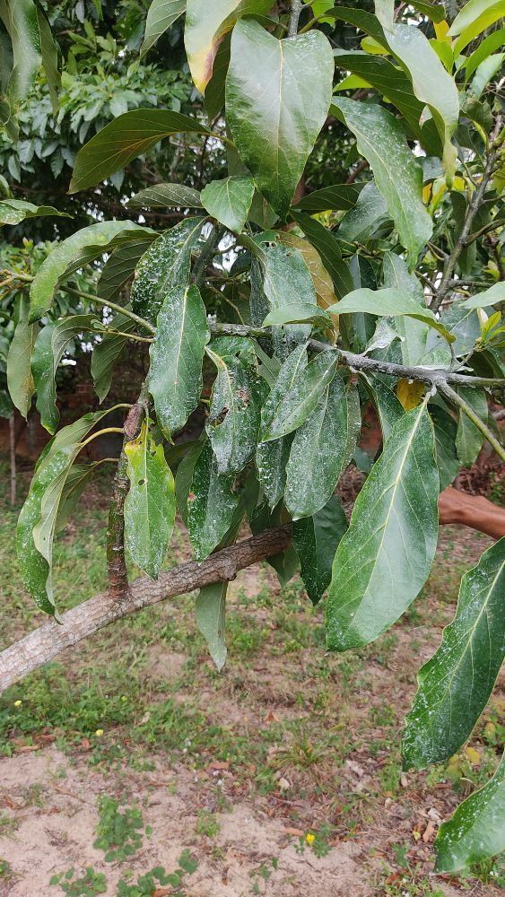 Identificação da planta Abacate por foto