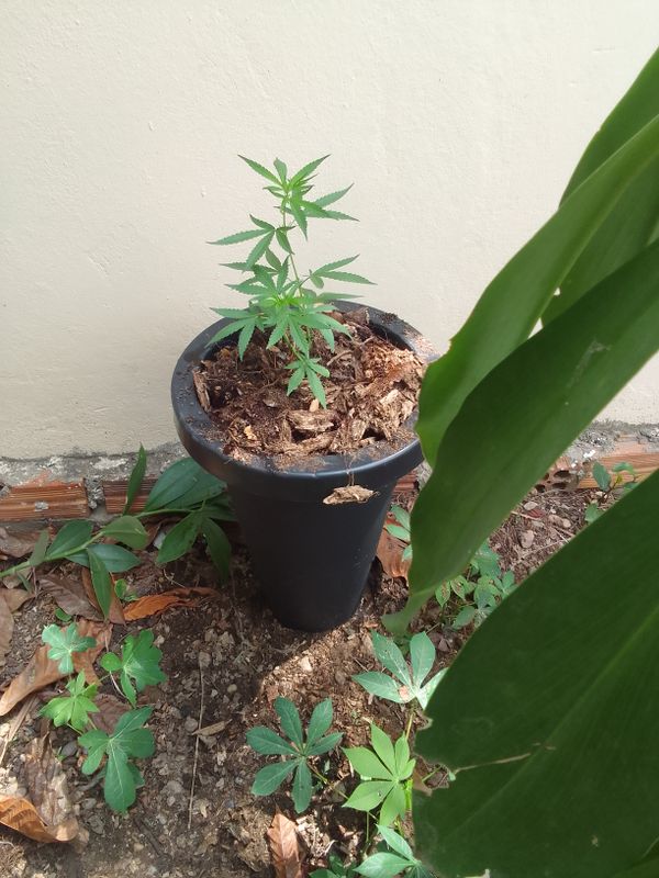 Identificação da planta Maconha por foto