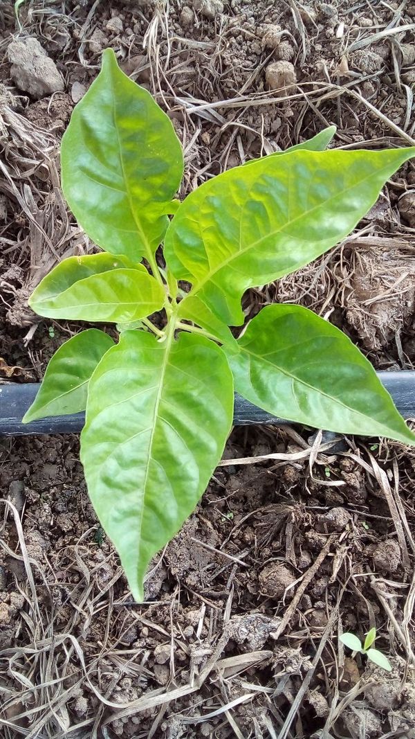 Identificação da planta Pimenta-de-cheiro por foto
