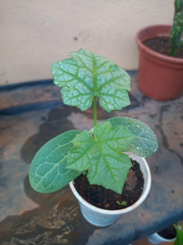Identificação da planta Bucha por foto