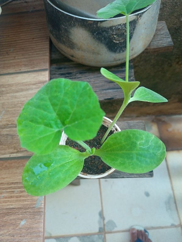 Identificação da planta Abóbora moranga por foto
