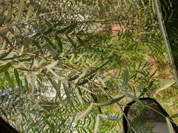 Identificação da planta Aroeira-salsa por foto