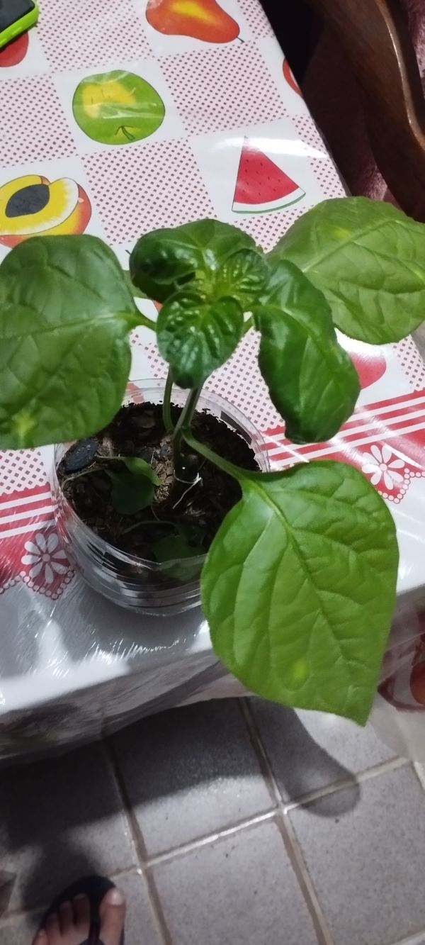 Identificação da planta Pimenta dedo de moça por foto