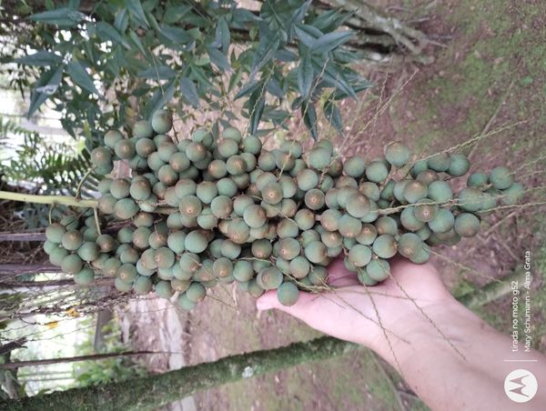 Identificação da planta Licuri ou Ouricuri por foto