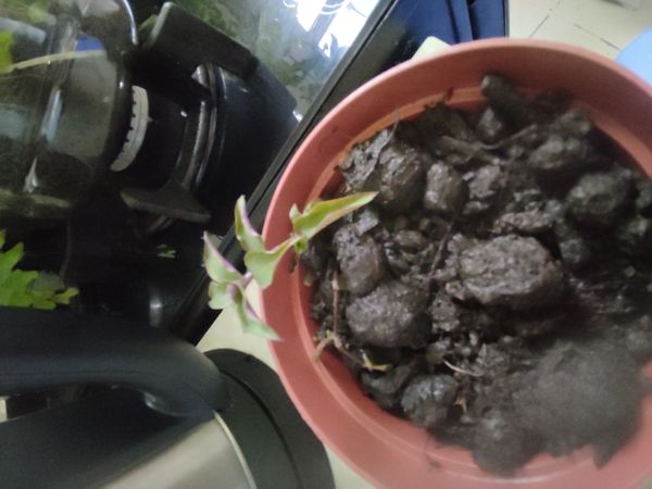Identificação da planta Enxerida-Verdejante por foto
