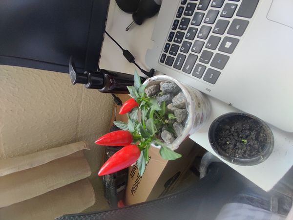 Identificação da planta Pimenta por foto