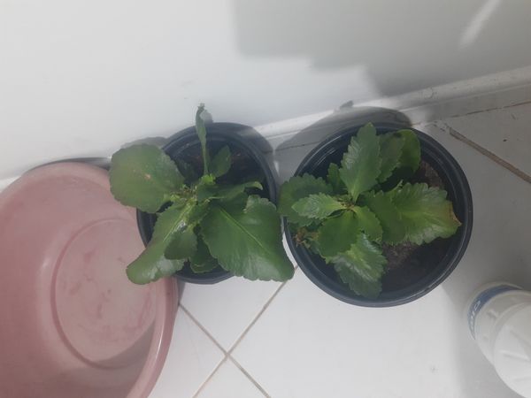 Identificação da planta Flor da fortuna por foto