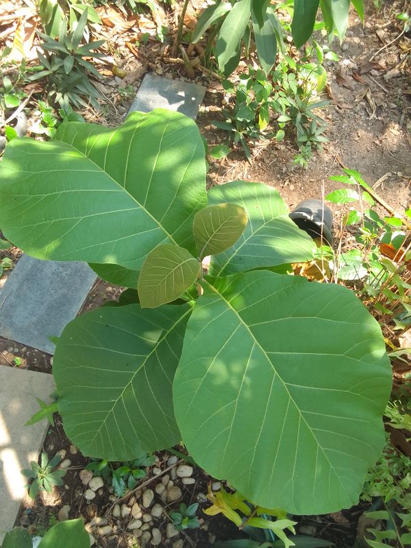 Identificação da planta Teca por foto