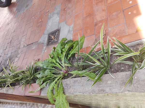 Identificação da planta Alface-brava por foto