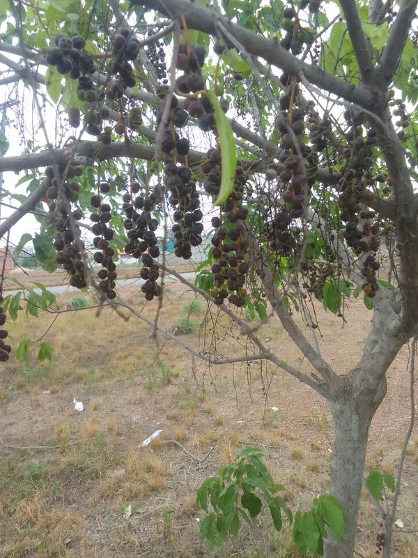 Identificação da planta Jamelão por foto