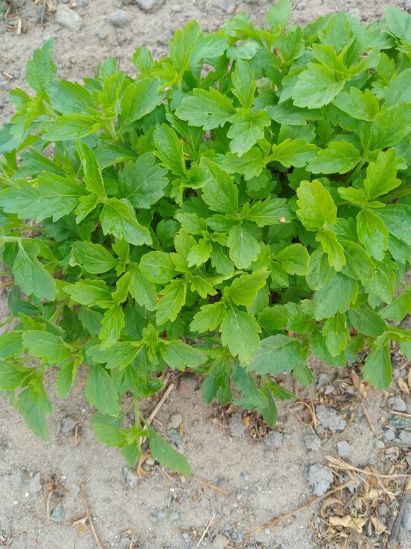 Identificação da planta Stévia por foto