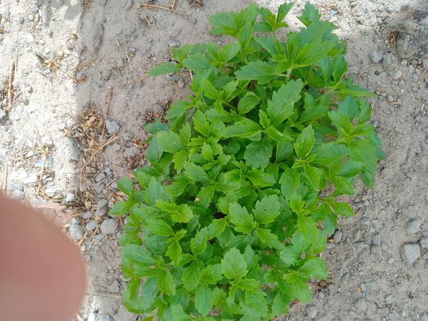 Identificação da planta Maria-preta por foto