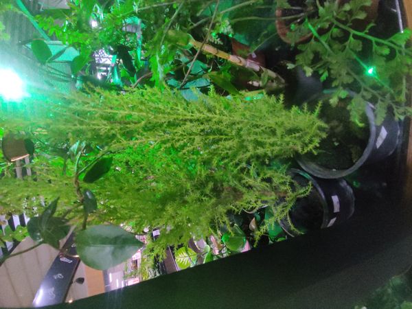 Identificação da planta Pinheiro por foto
