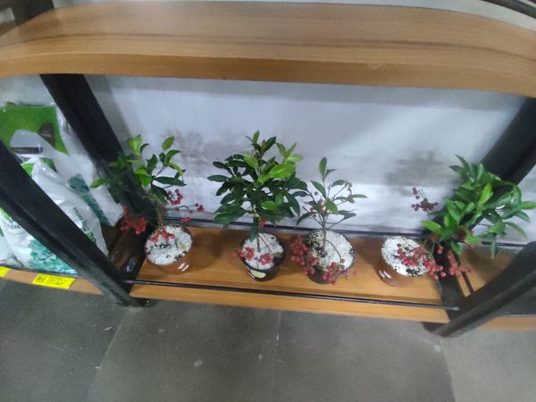Identificação da planta Marlberry por foto