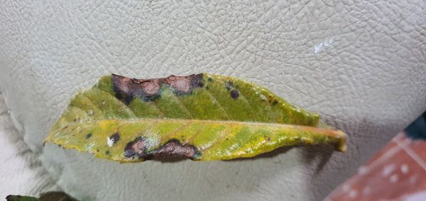 Identificação da planta Nespereira-japonesa por foto