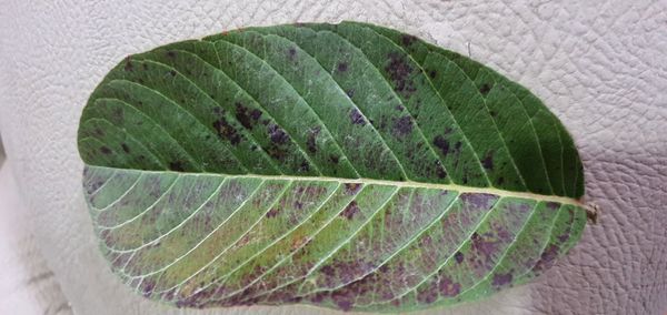 Identificação da planta Goiabeira por foto