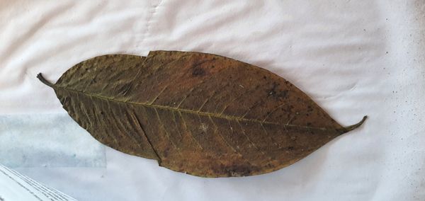 Identificação da planta Envira-preta por foto