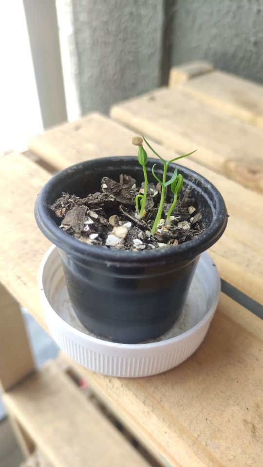 Identificação da planta Alho por foto