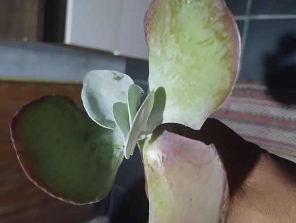 Identificação da planta Orelha-de-elefante por foto