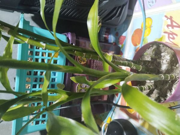 Identificação da planta Bambu-da-sorte por foto