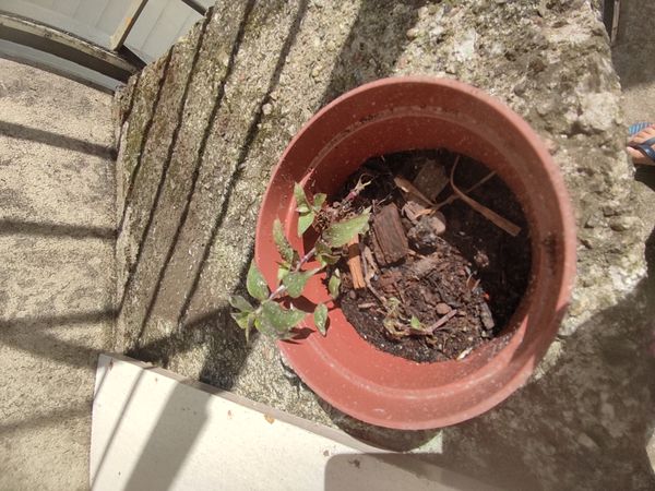 Identificação da planta Tradescantia-nanica por foto